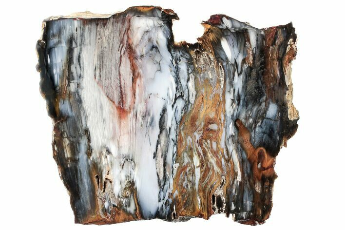 Colorful Hubbard Basin Petrified Wood Slab - Nevada #305092